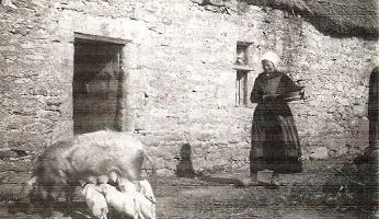 cochon - Recherches ciblées